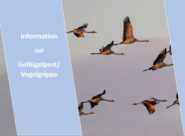 20251029-Gefluegelpest 20251029-Gefluegelpest