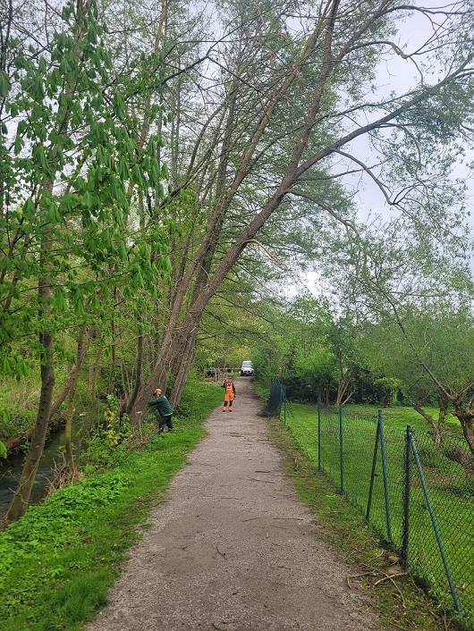 20240417-Baumf%C3%A4llen 20240417-Baumf%C3%A4llen