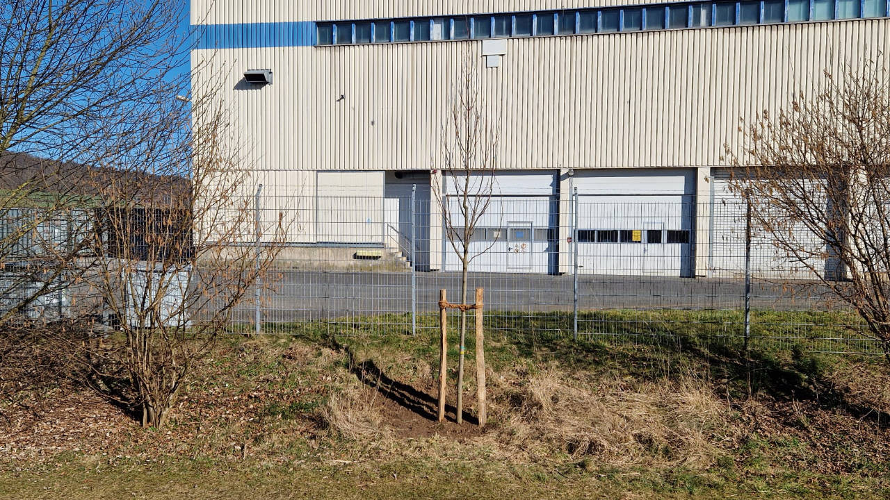 2025-03-24_Ahorn-gepflanzt 2025-03-24_Ahorn-gepflanzt