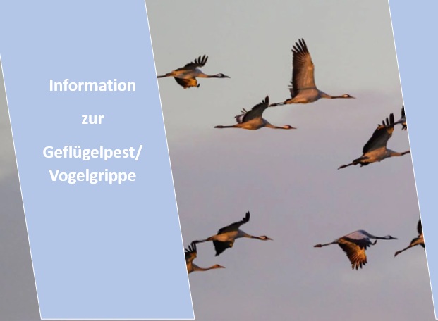 20251029-Gefluegelpest